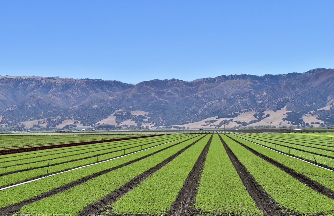 Salinas-Valley-Fields-California.jpeg